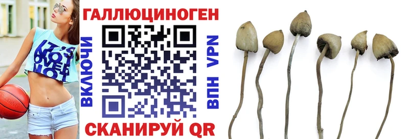 купить   Шумиха  Псилоцибиновые грибы Psilocybe 